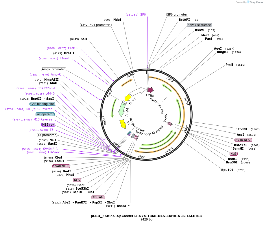 107301-plasmid-map-sequence-id-204785