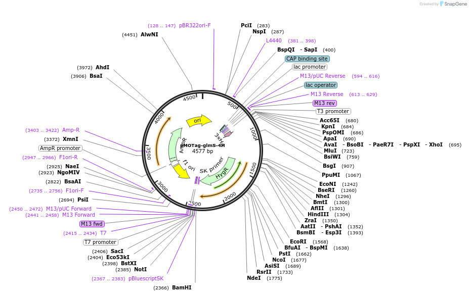106378-plasmid-map-sequence-id-204789