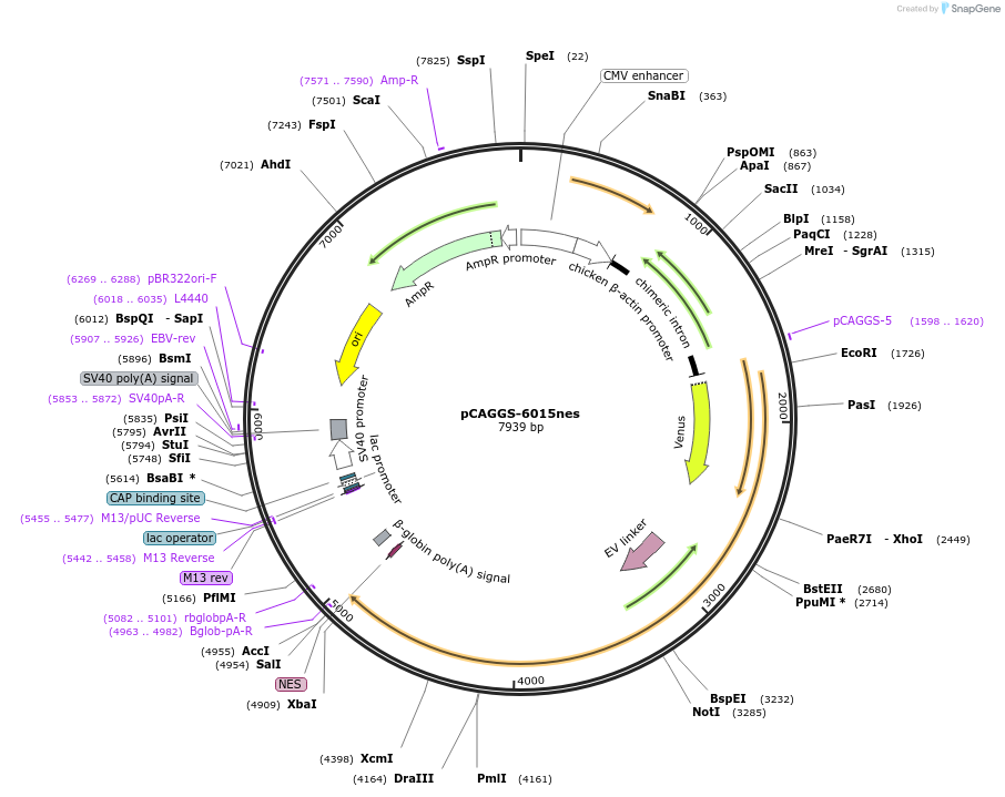 108657-plasmid-map-sequence-id-204833