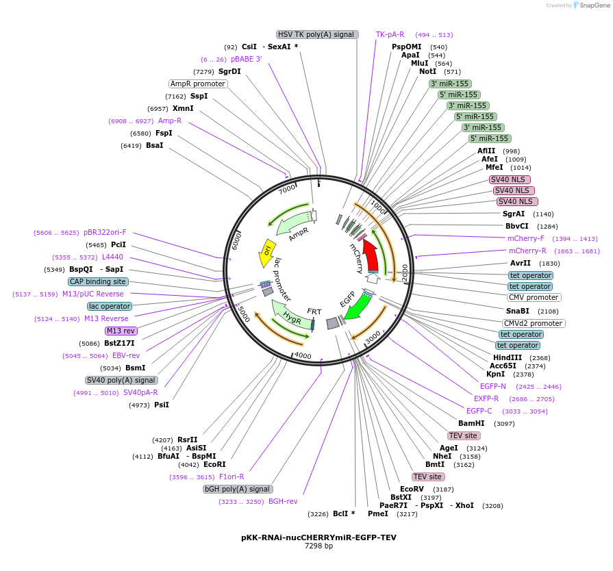 105810-plasmid-map-sequence-id-204854