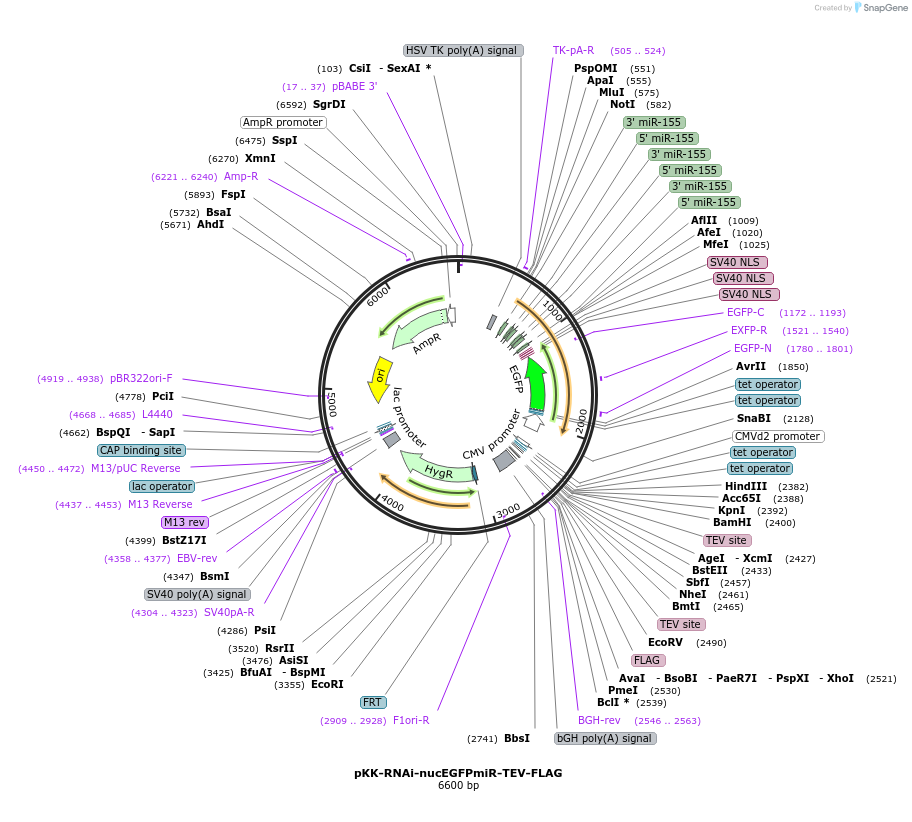 105811-plasmid-map-sequence-id-204856