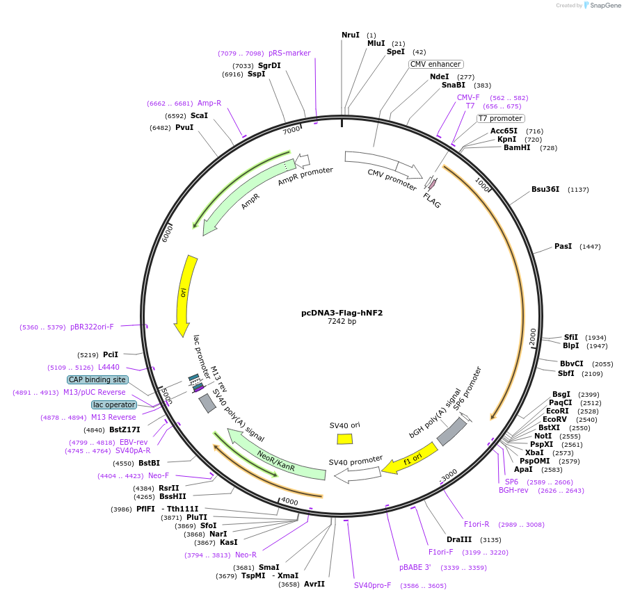107150-plasmid-map-sequence-id-204861