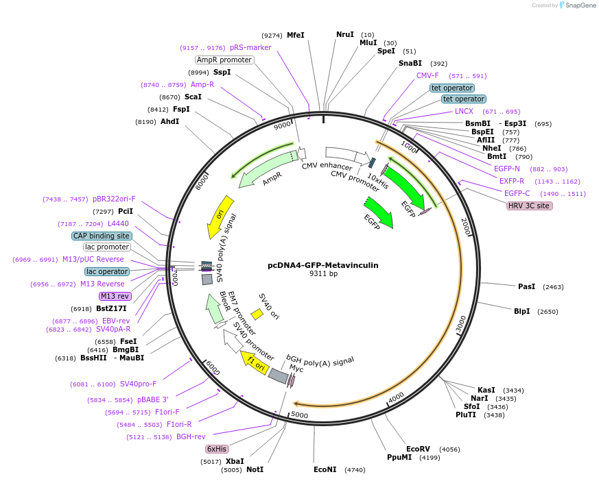 107151-plasmid-map-sequence-id-204862