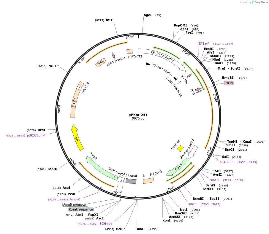 104855-plasmid-map-sequence-id-204871