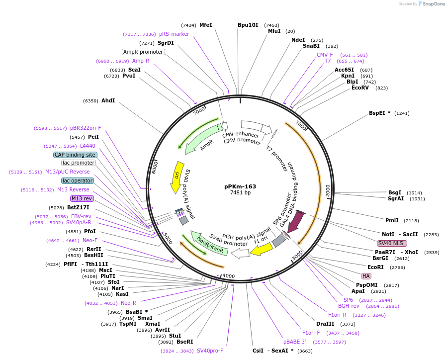 104854-plasmid-map-sequence-id-204872