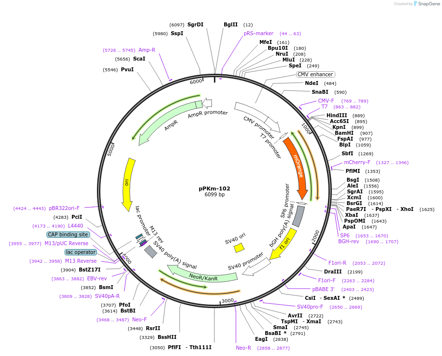 90493-plasmid-map-sequence-id-204874