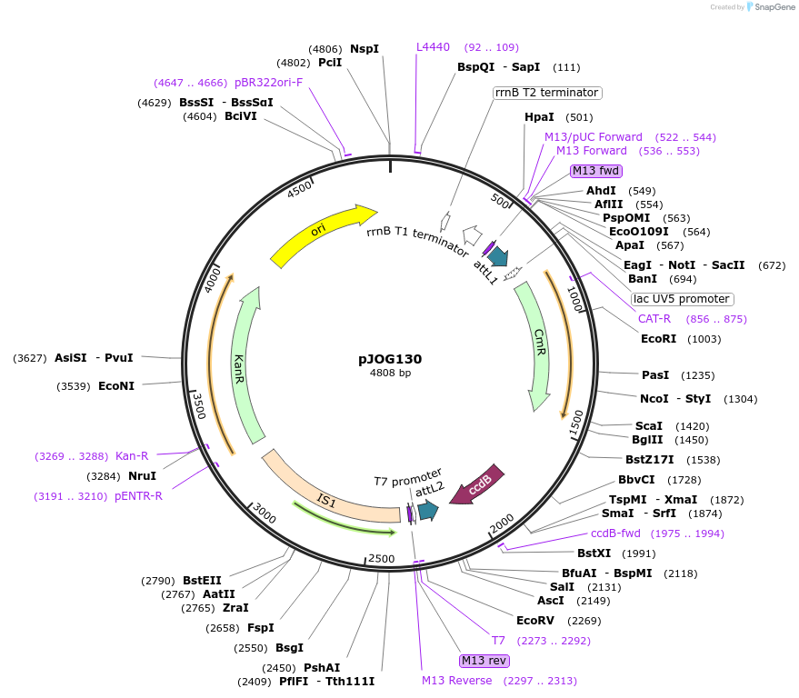105336-plasmid-map-sequence-id-204882