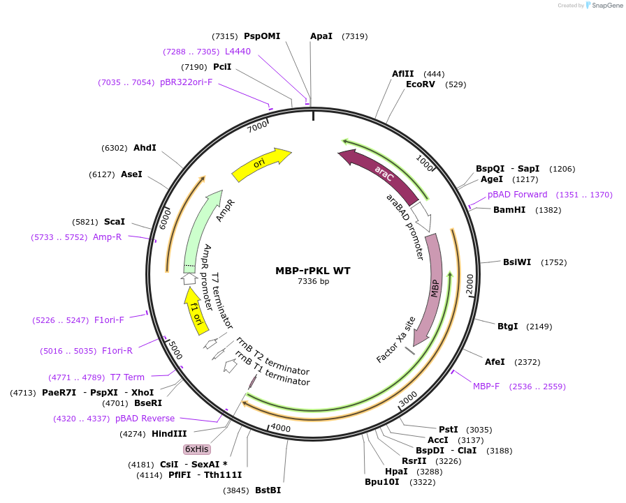 107156-plasmid-map-sequence-id-204883
