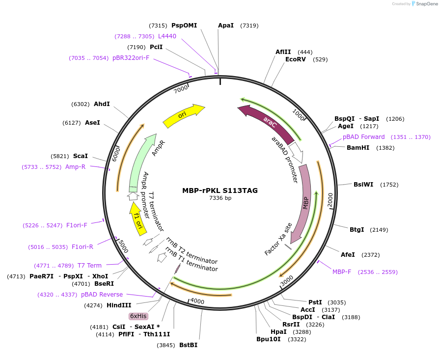 107157-plasmid-map-sequence-id-204885