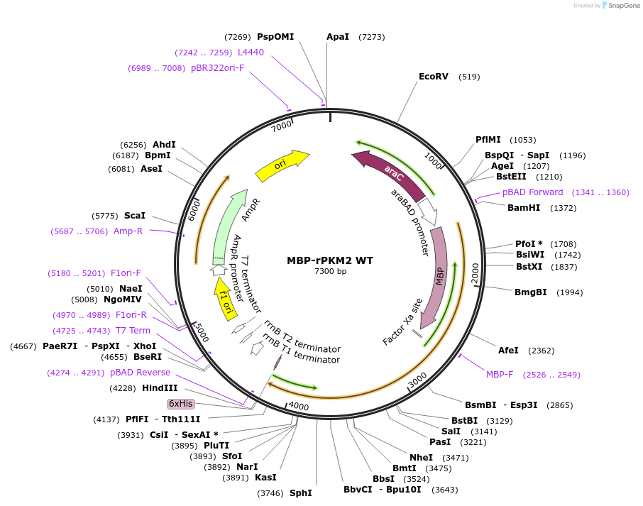 107158-plasmid-map-sequence-id-204886