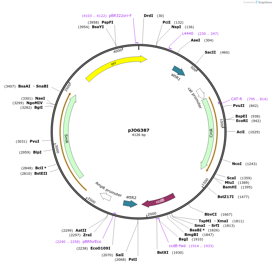 105338-plasmid-map-sequence-id-204888
