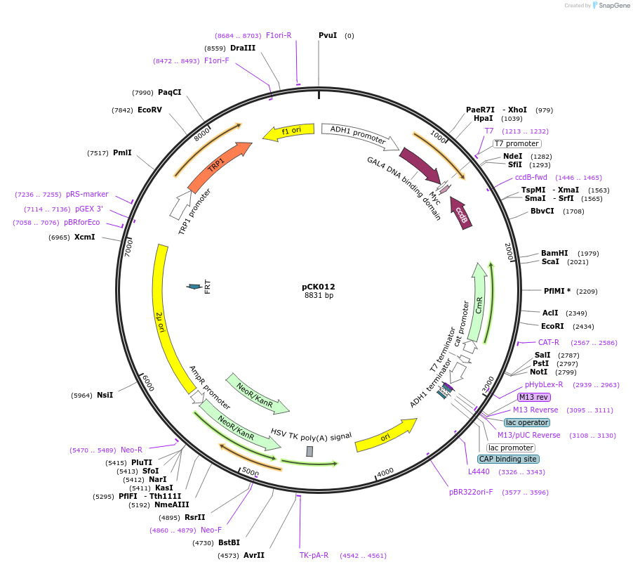 105344-plasmid-map-sequence-id-204891