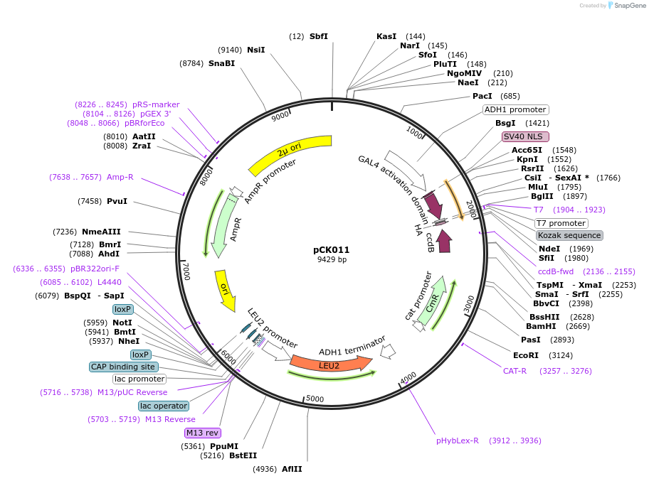 105343-plasmid-map-sequence-id-204892