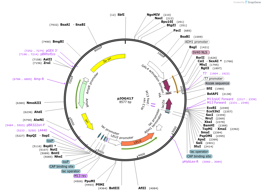 105341-plasmid-map-sequence-id-204893