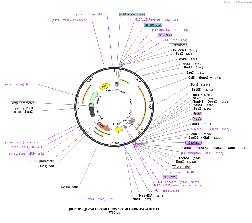 106461-plasmid-map-sequence-id-204894
