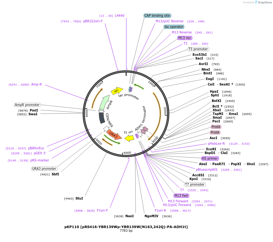 106462-plasmid-map-sequence-id-204895