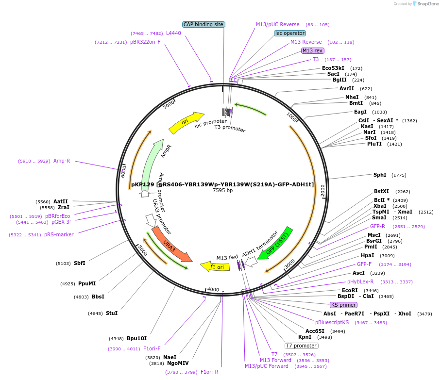 106466-plasmid-map-sequence-id-204896
