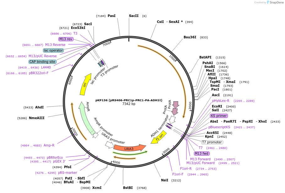 106471-plasmid-map-sequence-id-204897