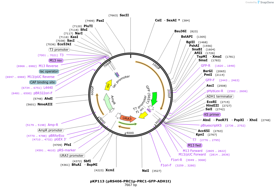 106464-plasmid-map-sequence-id-204898