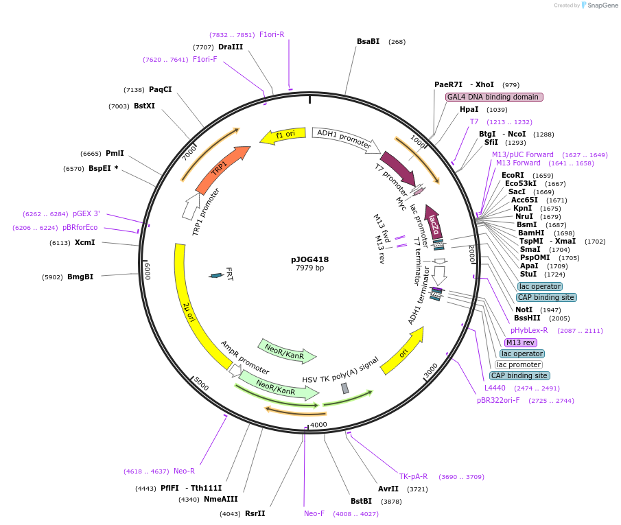 105342-plasmid-map-sequence-id-204899