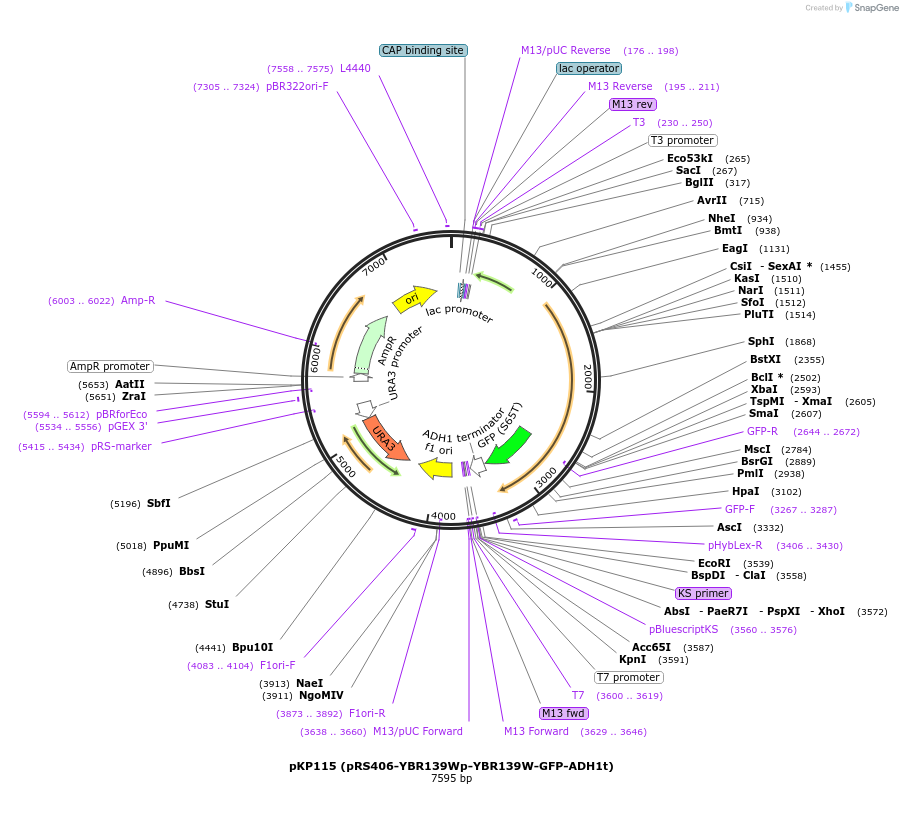 106465-plasmid-map-sequence-id-204900