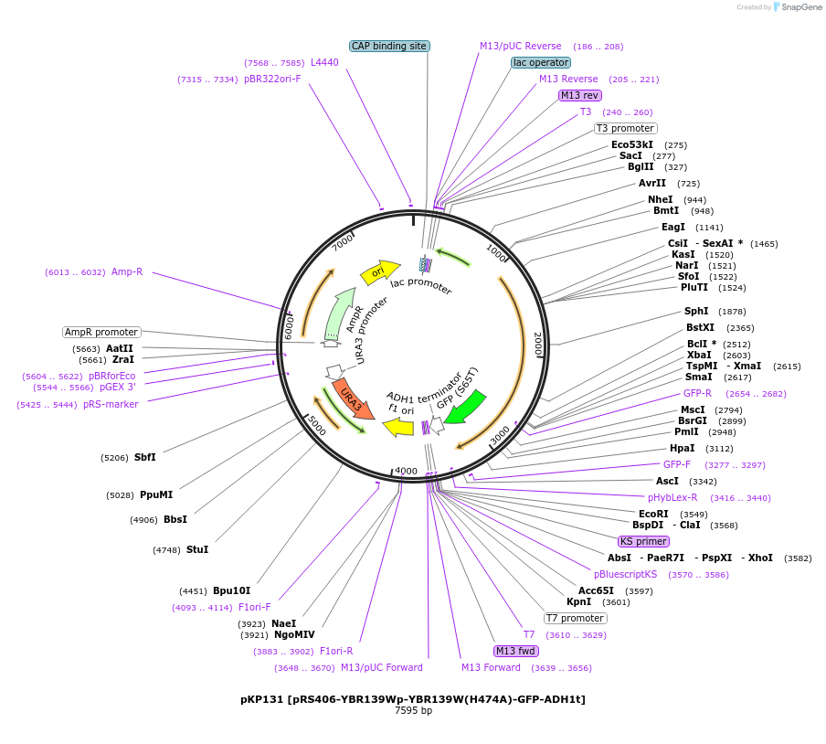 106467-plasmid-map-sequence-id-204901