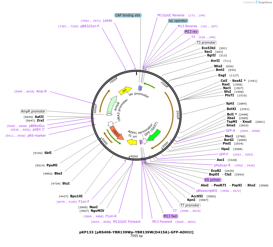 106468-plasmid-map-sequence-id-204902