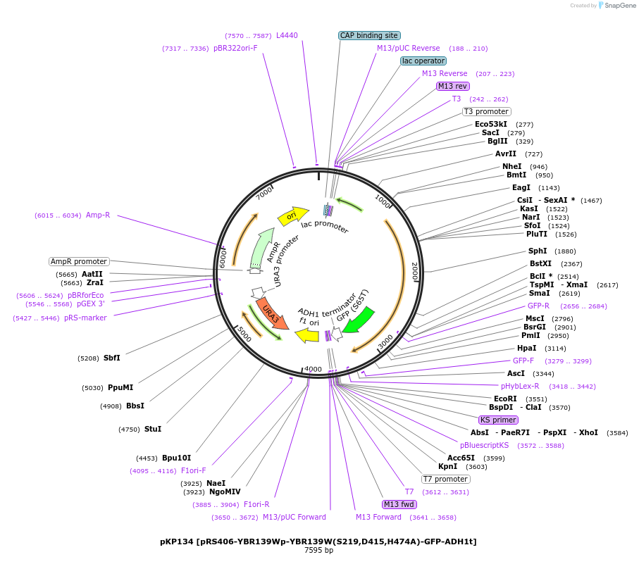 106469-plasmid-map-sequence-id-204903