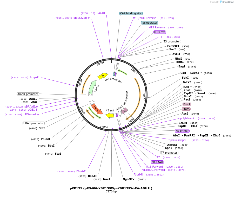 106470-plasmid-map-sequence-id-204907
