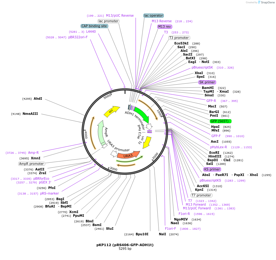 106472-plasmid-map-sequence-id-204908