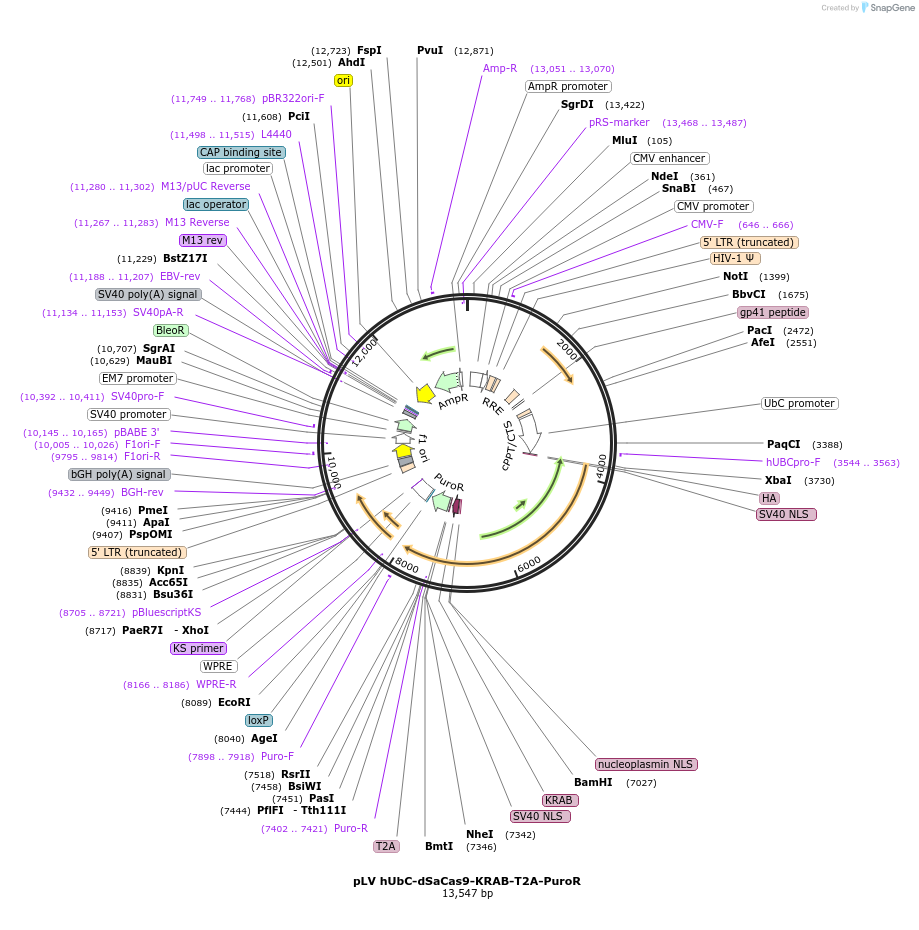 106249-plasmid-map-sequence-id-204962