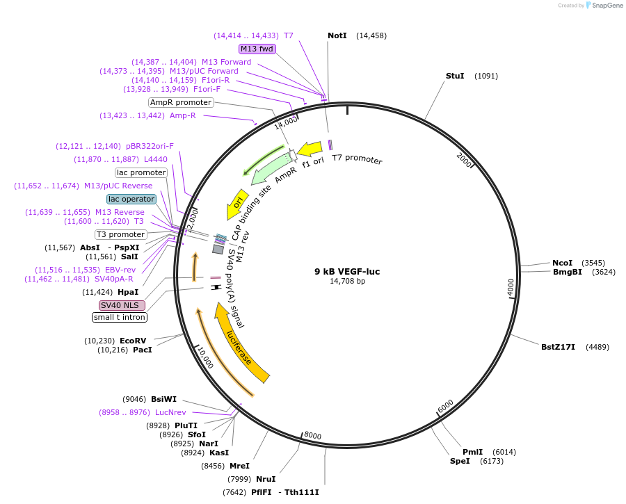 27986-plasmid-map-sequence-id-204981