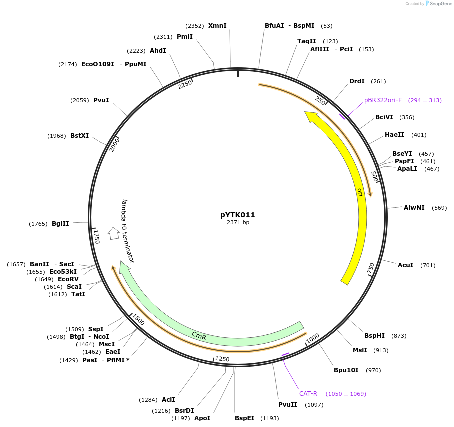 65118-plasmid-map-sequence-id-204982