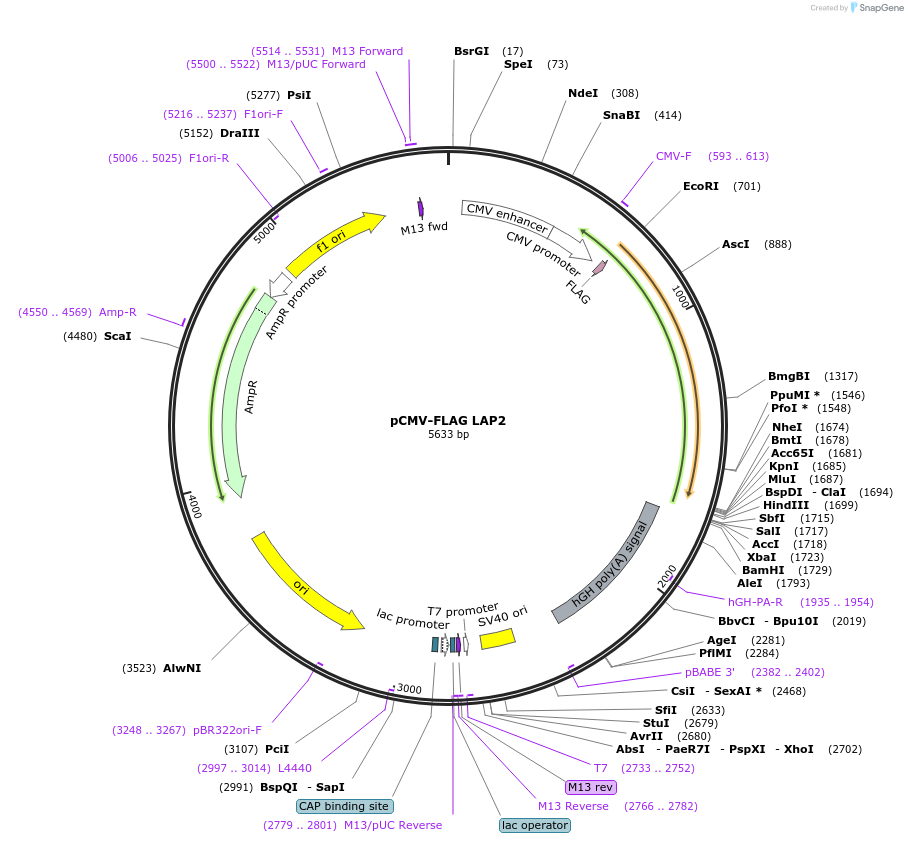 15738-plasmid-map-sequence-id-204984