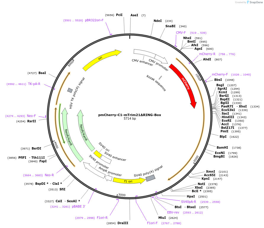 105517-plasmid-map-sequence-id-204988