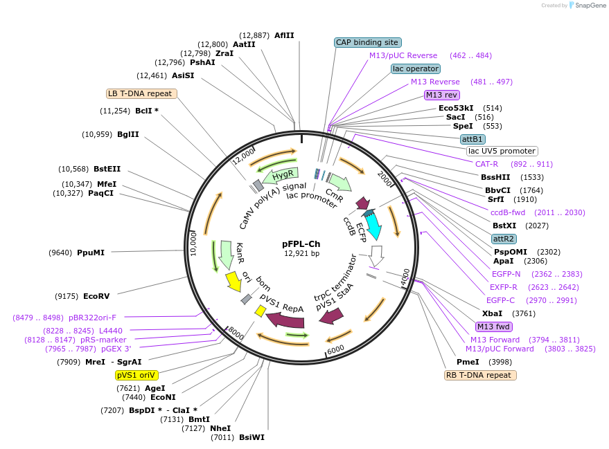 61647-plasmid-map-sequence-id-204994