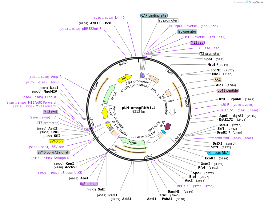 64115-plasmid-map-sequence-id-205001