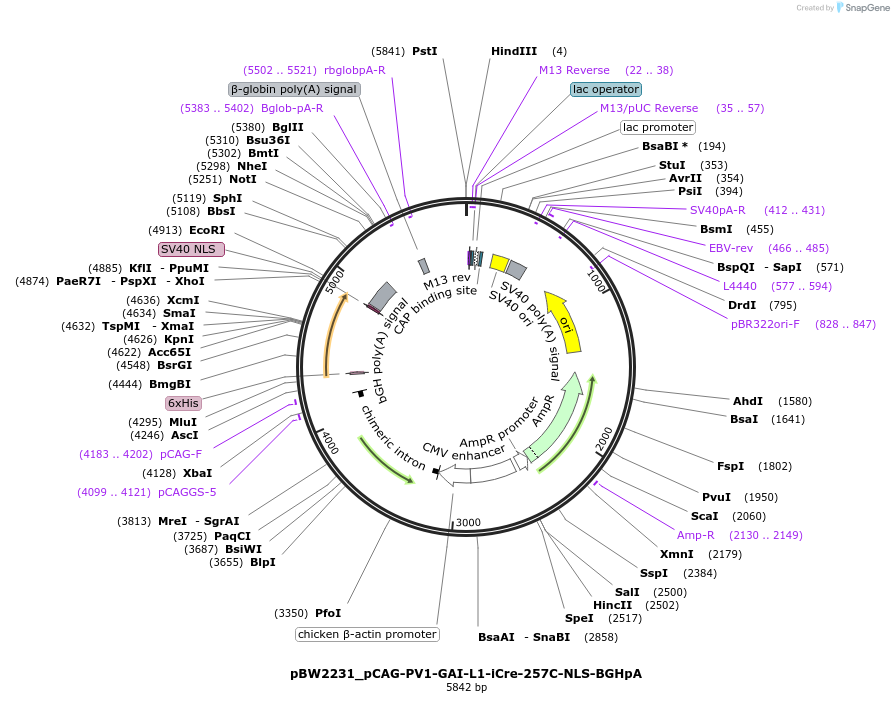 108728-plasmid-map-sequence-id-205009