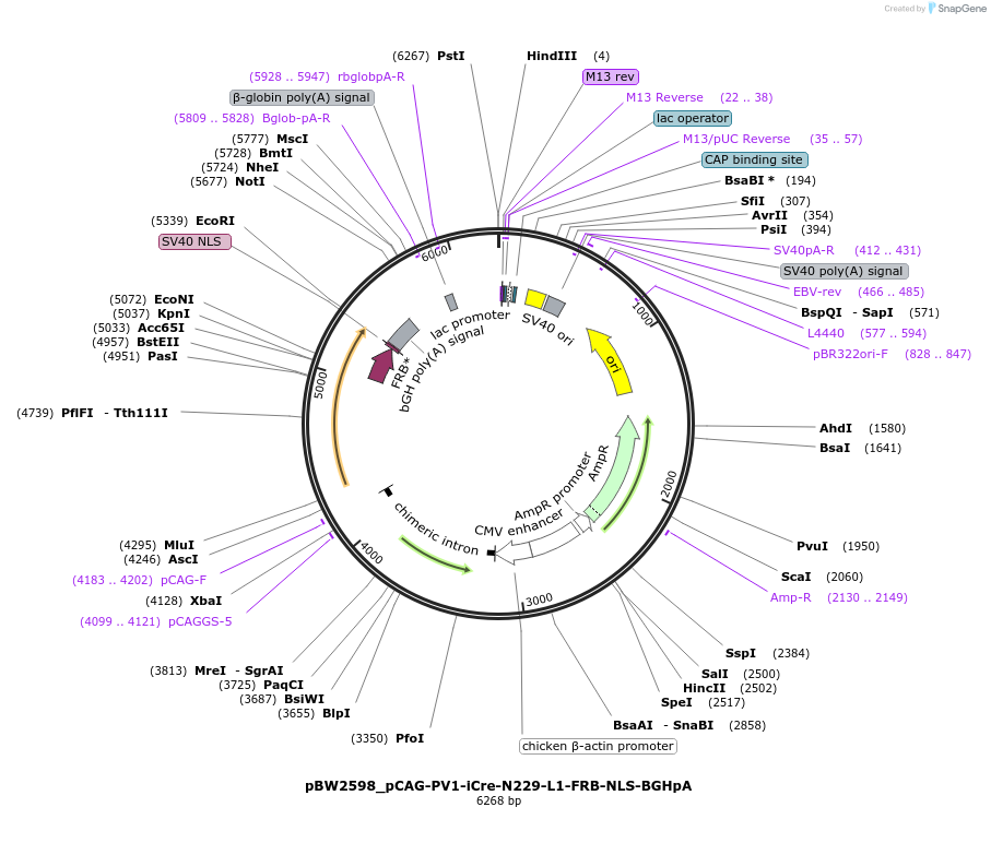 108731-plasmid-map-sequence-id-205012
