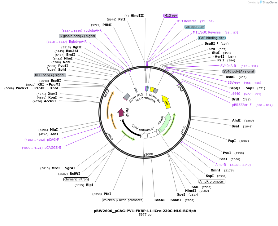 108732-plasmid-map-sequence-id-205013