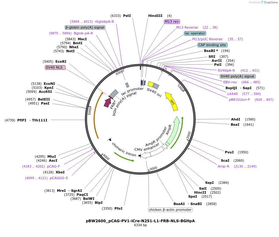 108733-plasmid-map-sequence-id-205014