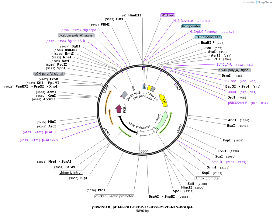 108736-plasmid-map-sequence-id-205017