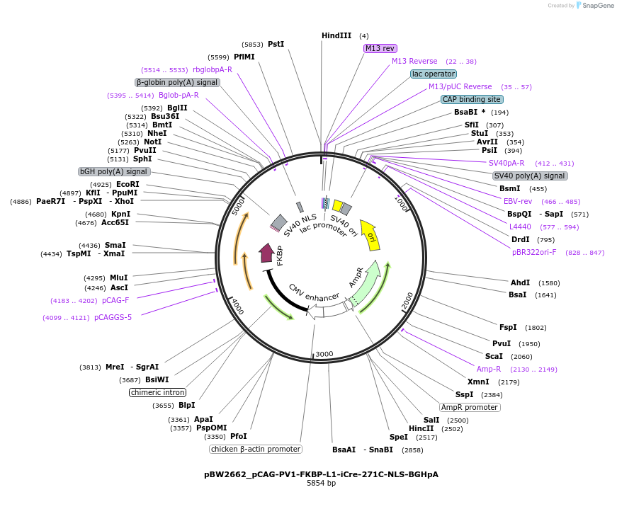 108738-plasmid-map-sequence-id-205019