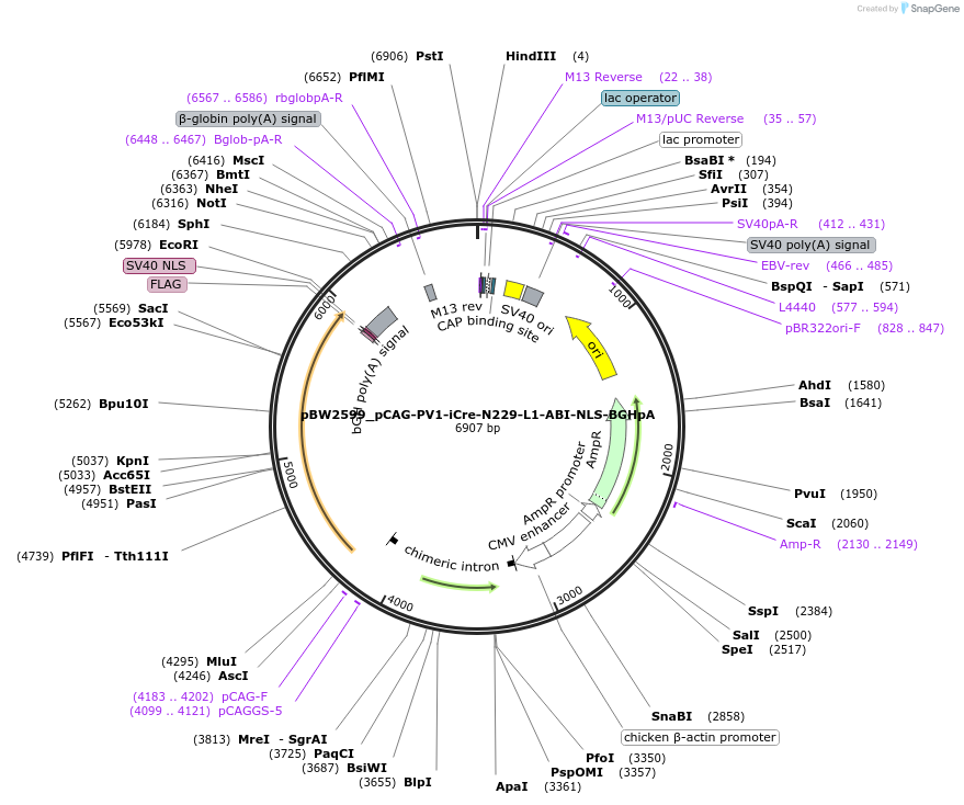 108739-plasmid-map-sequence-id-205020