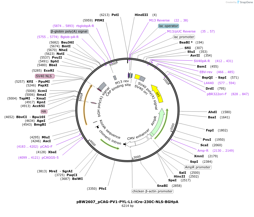 108740-plasmid-map-sequence-id-205021