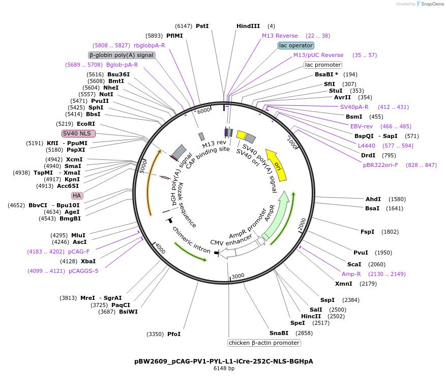 108742-plasmid-map-sequence-id-205023
