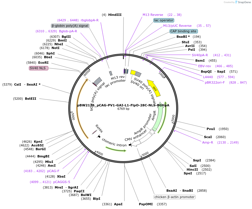 108748-plasmid-map-sequence-id-205029