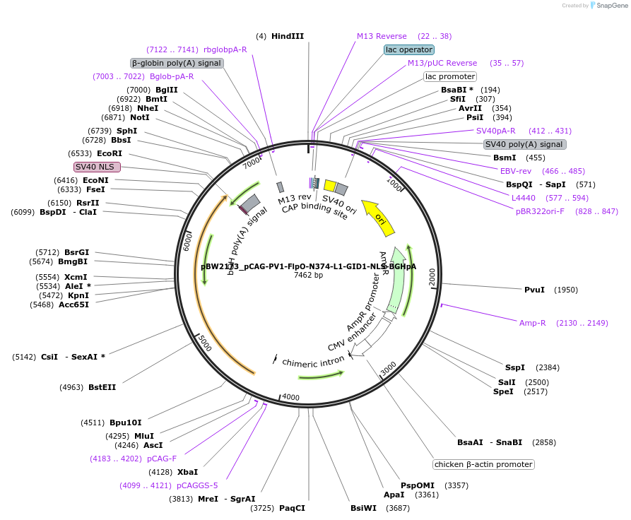 108751-plasmid-map-sequence-id-205032