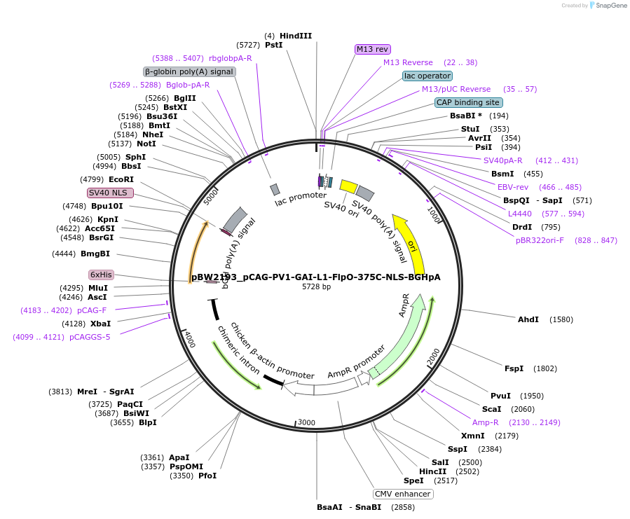 108752-plasmid-map-sequence-id-205033