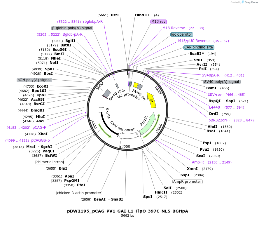 108754-plasmid-map-sequence-id-205035